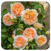 Bathsheba™ Rose by David Austin (Climbing Rose)