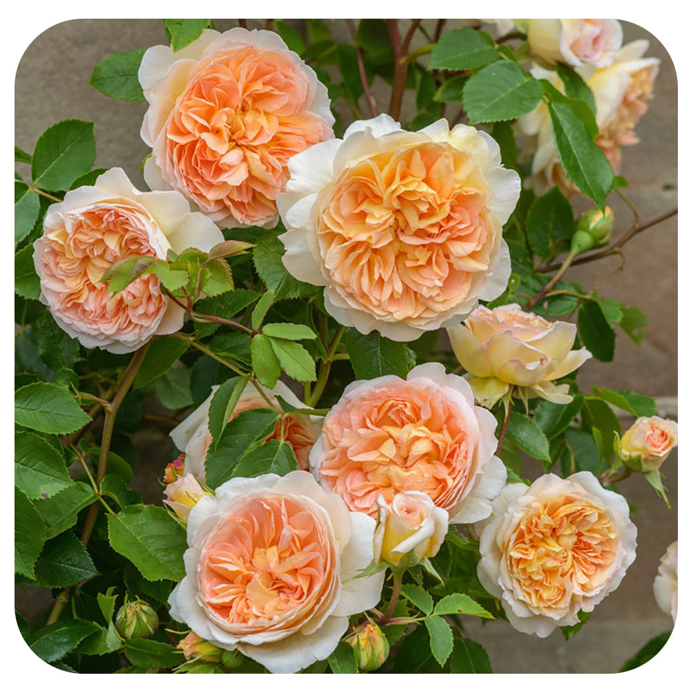 Bathsheba™ Rose by David Austin (Climbing Rose)