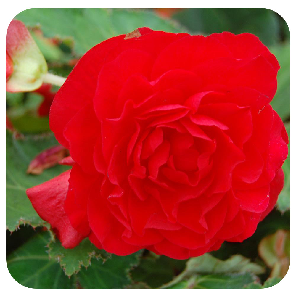 Begonia - Non-Stop Variety (Tuberous Begonia)