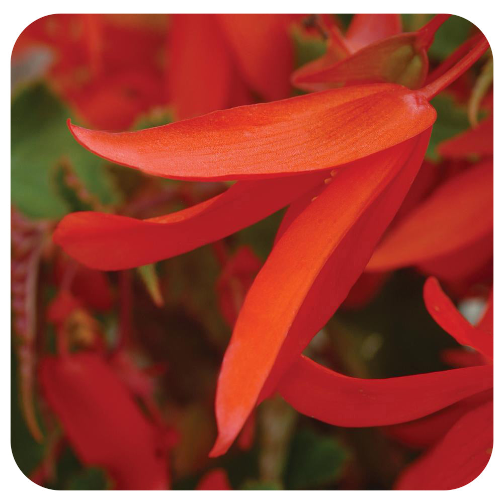 Begonia - Trailing Variety (Begonia boliviensis)