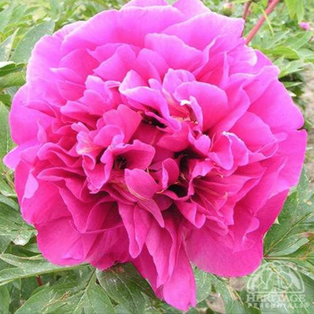 Itoh Hybrid Peony - Paeonia 'Belle Toulousaine'