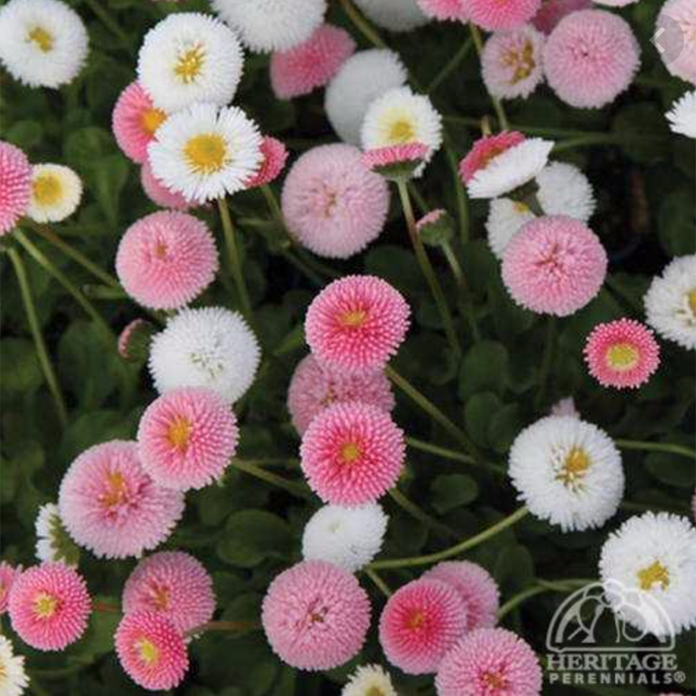 Bellis perennis Strawberries and Cream (English Daisy)
