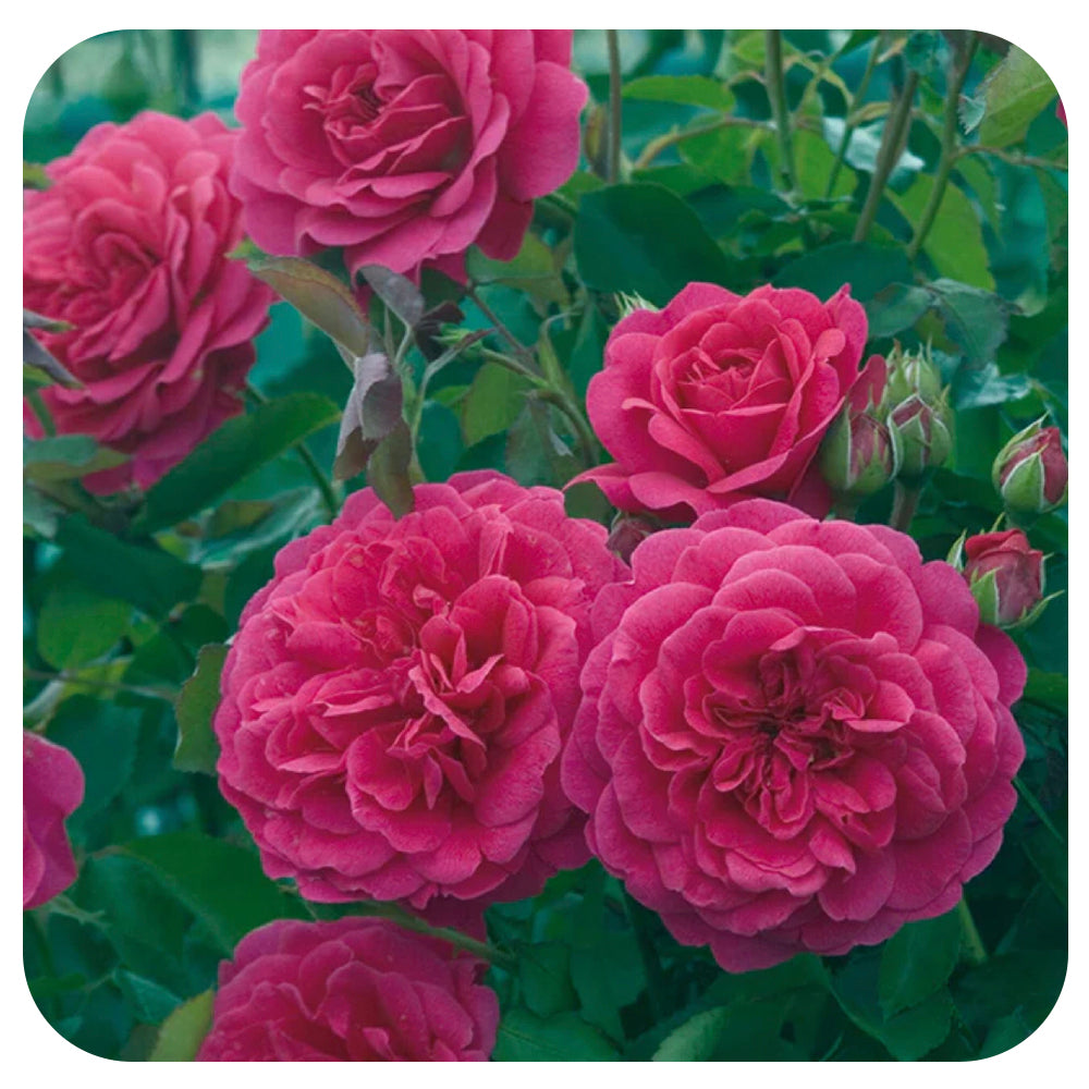 Sir John Betjeman Rose by David Austin