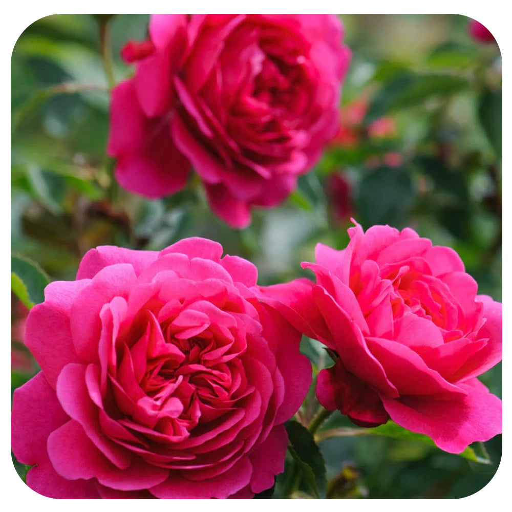 Sir John Betjeman Rose by David Austin