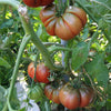 Black sea man tomato (slicing) - Organic