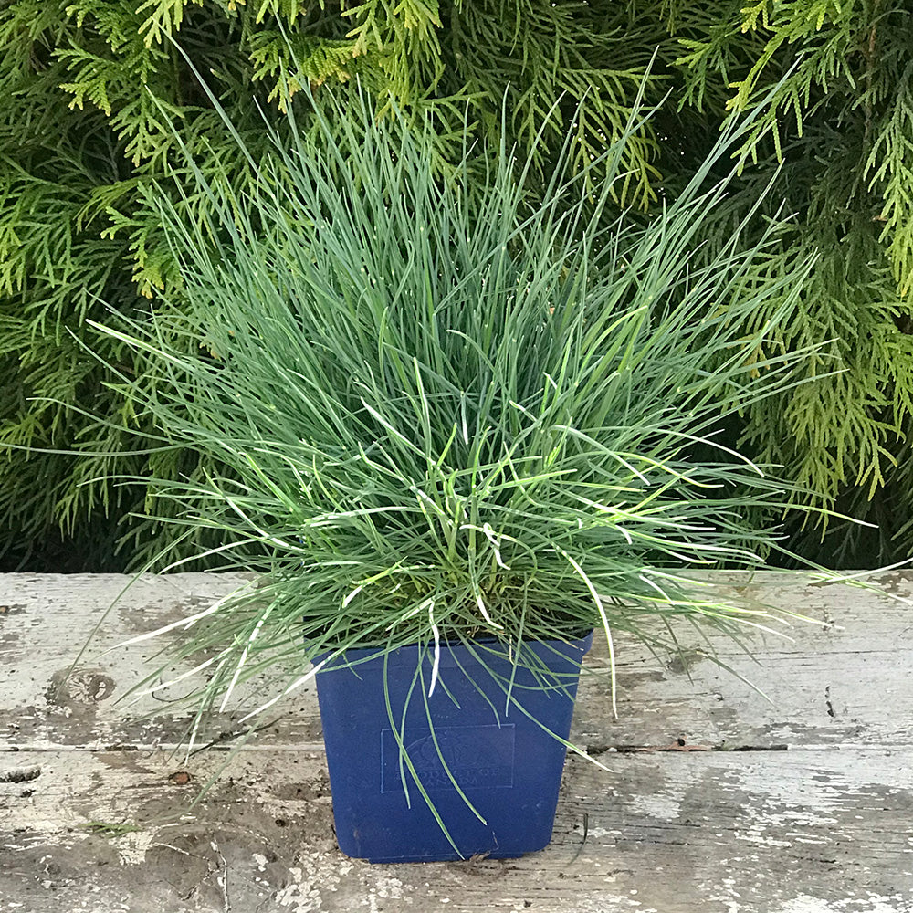 Blue Fescue (Festuca Glauca 'Elijah Blue')
