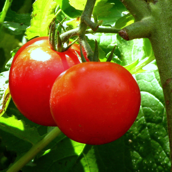 Bonny best tomato (slicing) - Organic