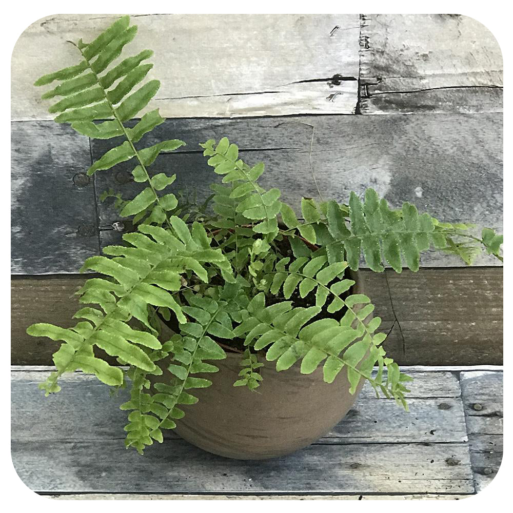 Boston Fern