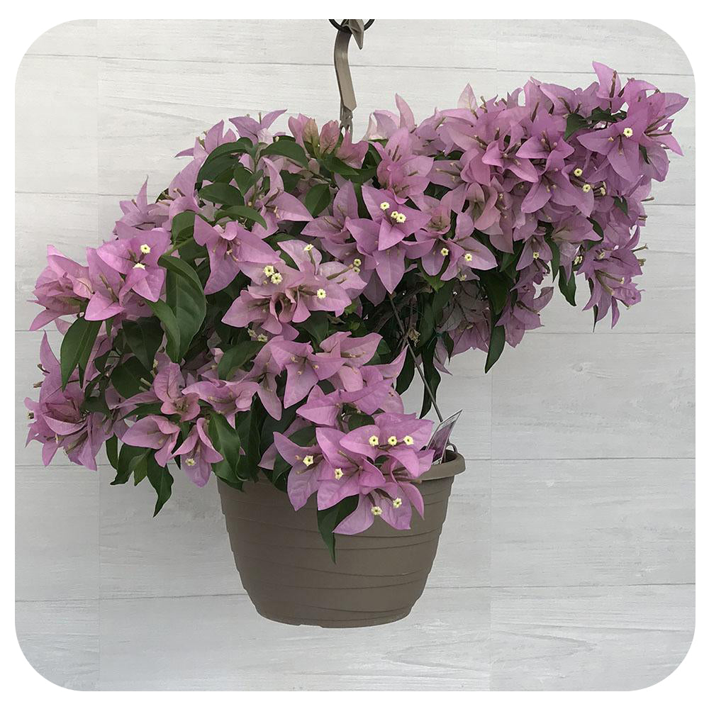 bougainvillea plant hanging basket Bougainvillea Hanging Basket