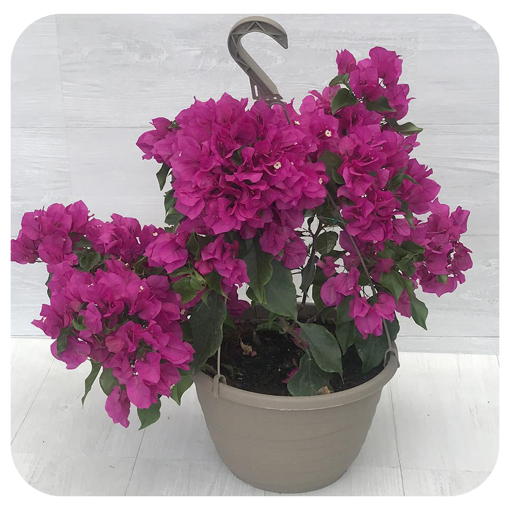 bougainvillea hanging plant Bougainvillea Hanging Basket