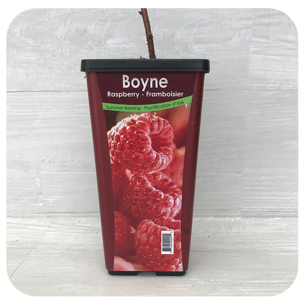 Raspberry Boyne