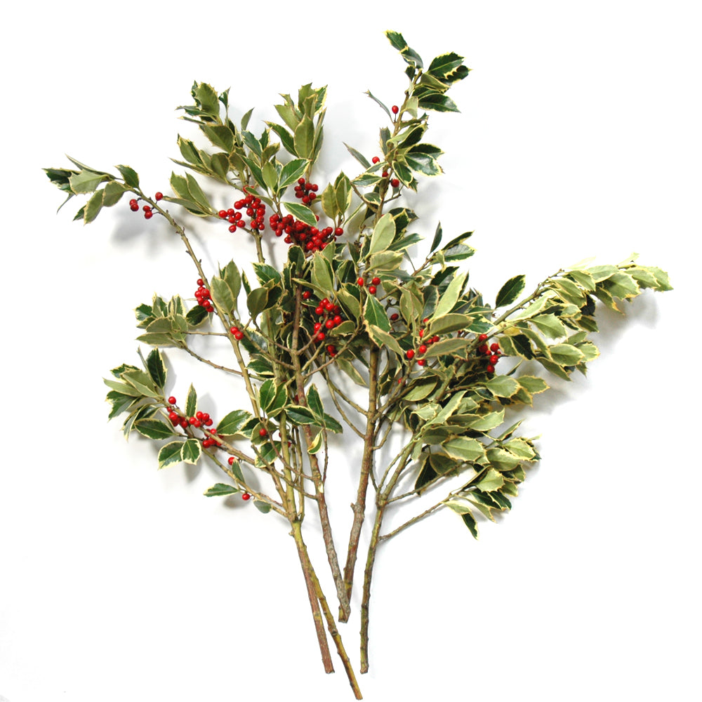 Holly - Variegated