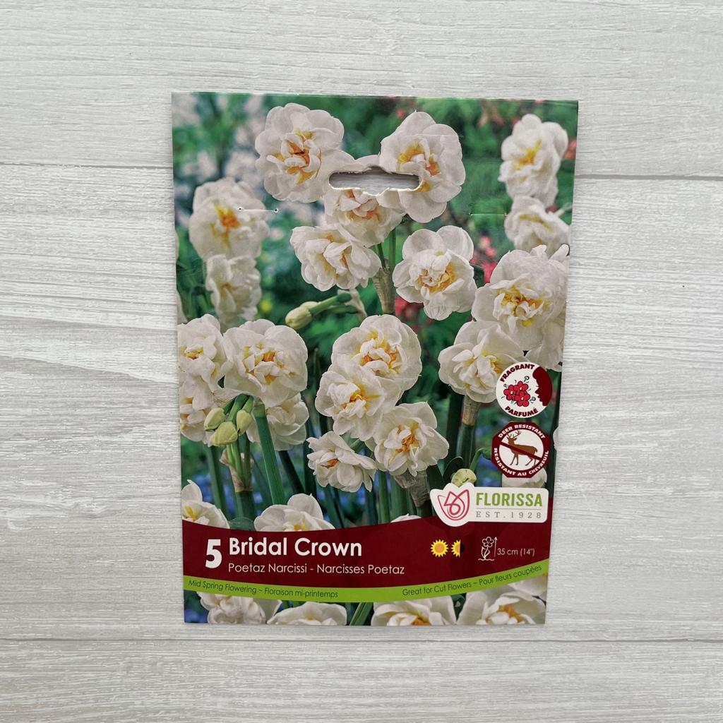 Poetaz Narcissi 'Bridal Crown'