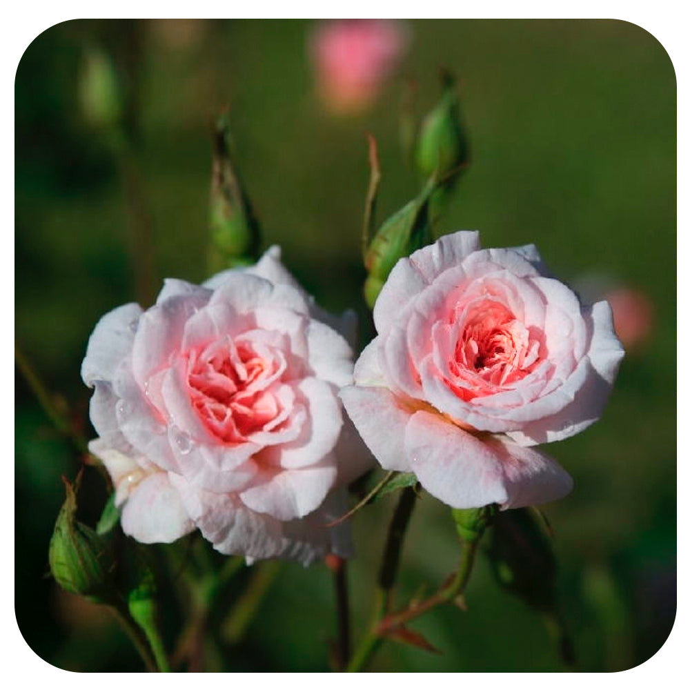 Cécile Brünner Rose by Weeks Roses (Climbing Sweetheart Rose)