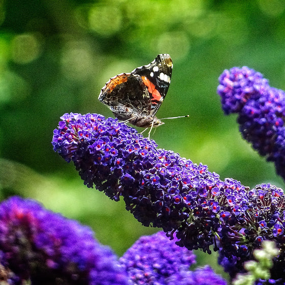 Butterfly Bush - Purple (Buddleia) Buzz Series