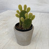 "Bunny Ears" - Cactus Opuntia Microdasys