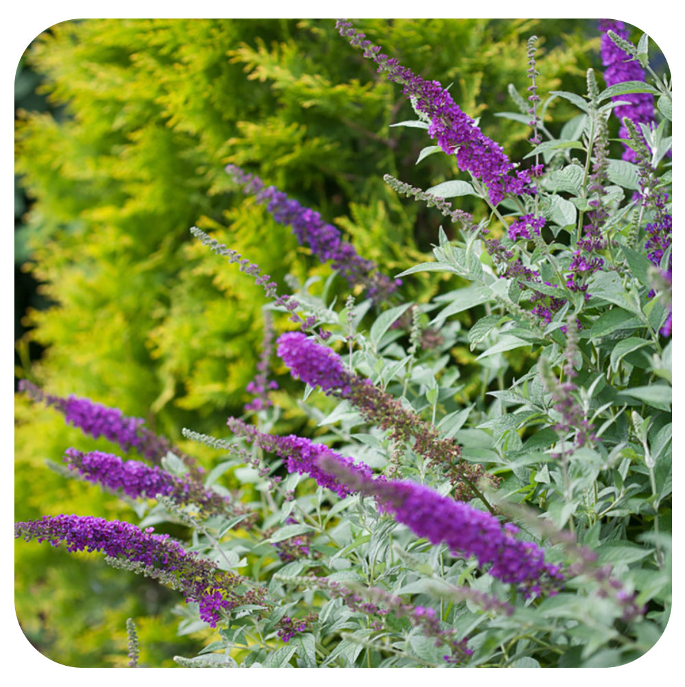 Butterfly Bush 'Miss Violet' (Buddleia)