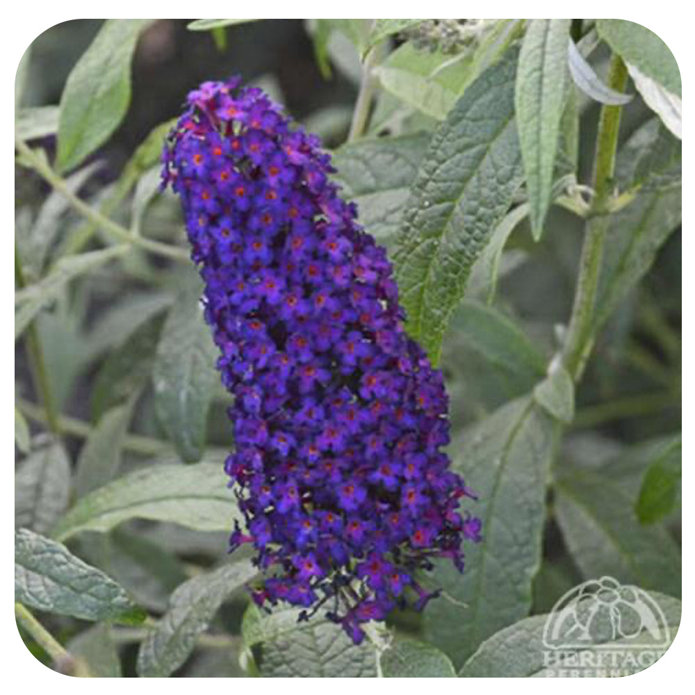Butterfly Bush - 'Dark Dynasty' (Buddleia)