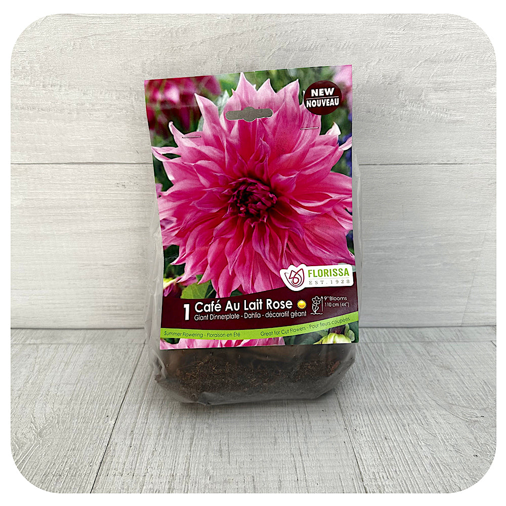 Dahlia Dinnerplate - Cafe au Lait Rose