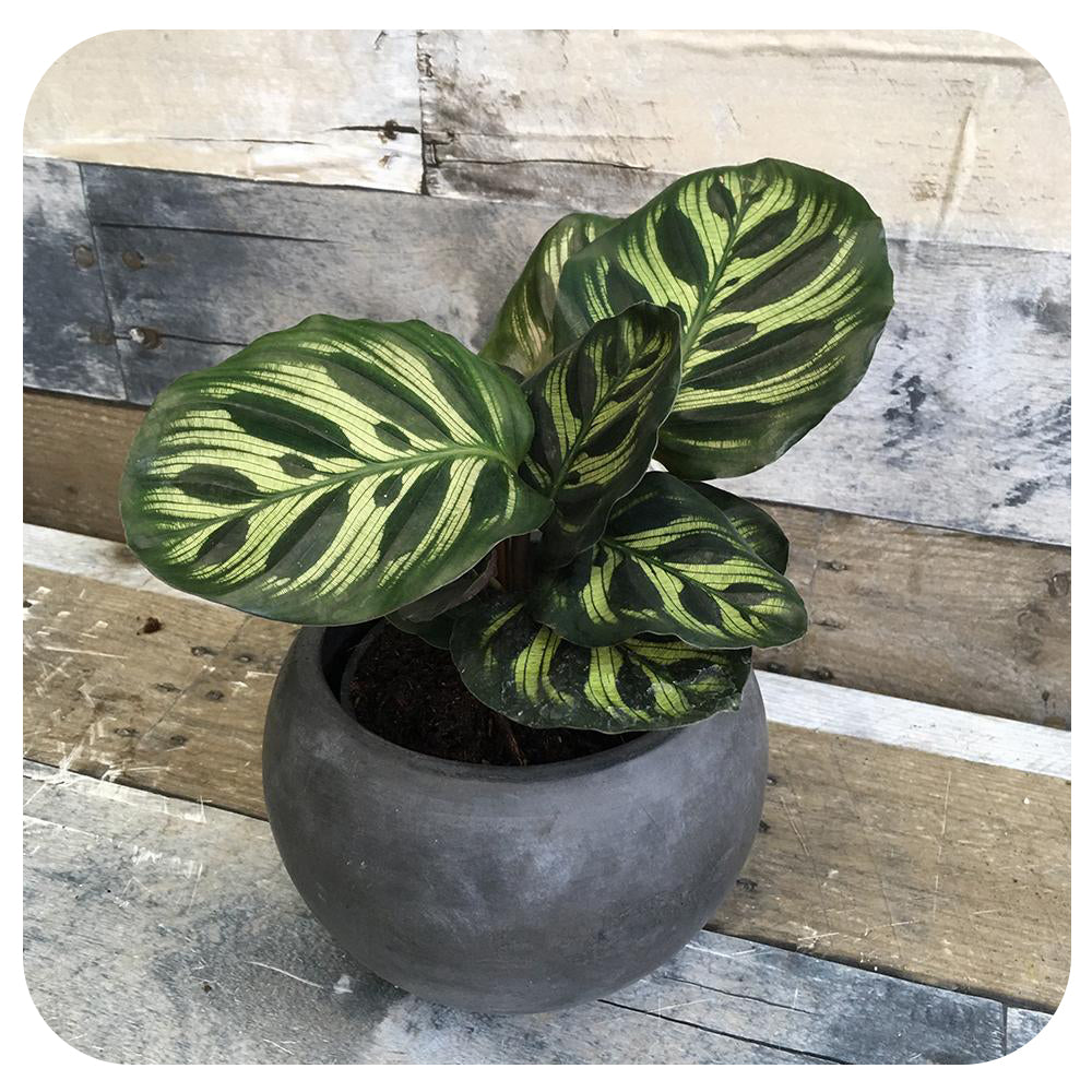 Calathea 'Peacock'