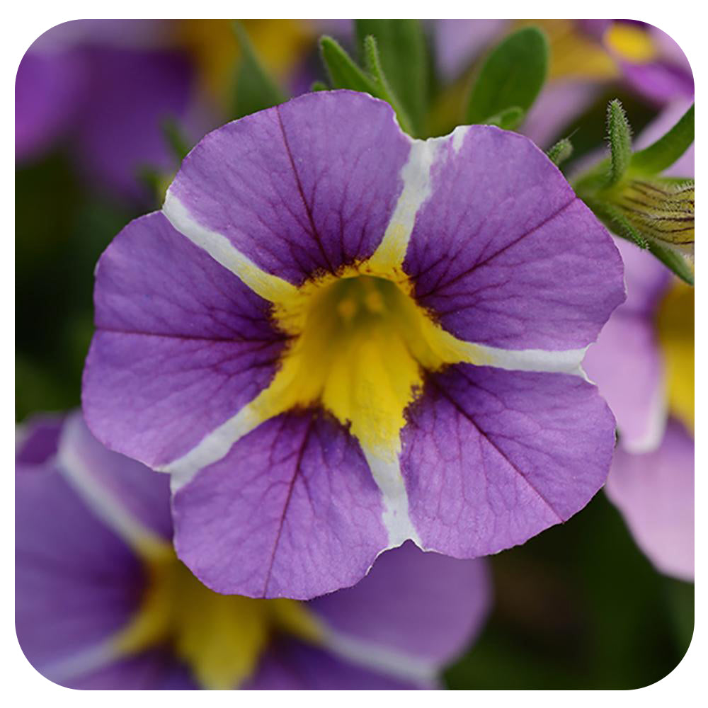 Calibrachoa (Mini-Petunia/ Million Bells)