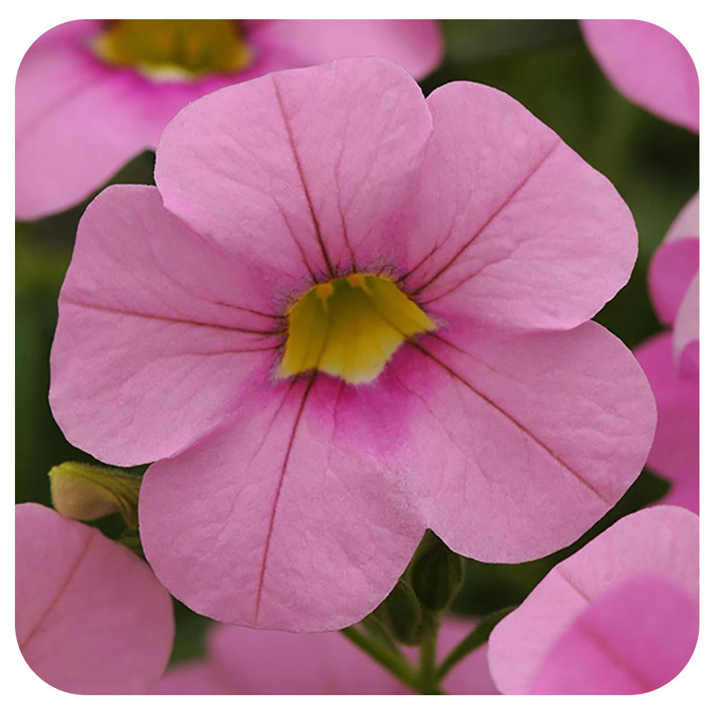 Calibrachoa (Mini-Petunia/ Million Bells)