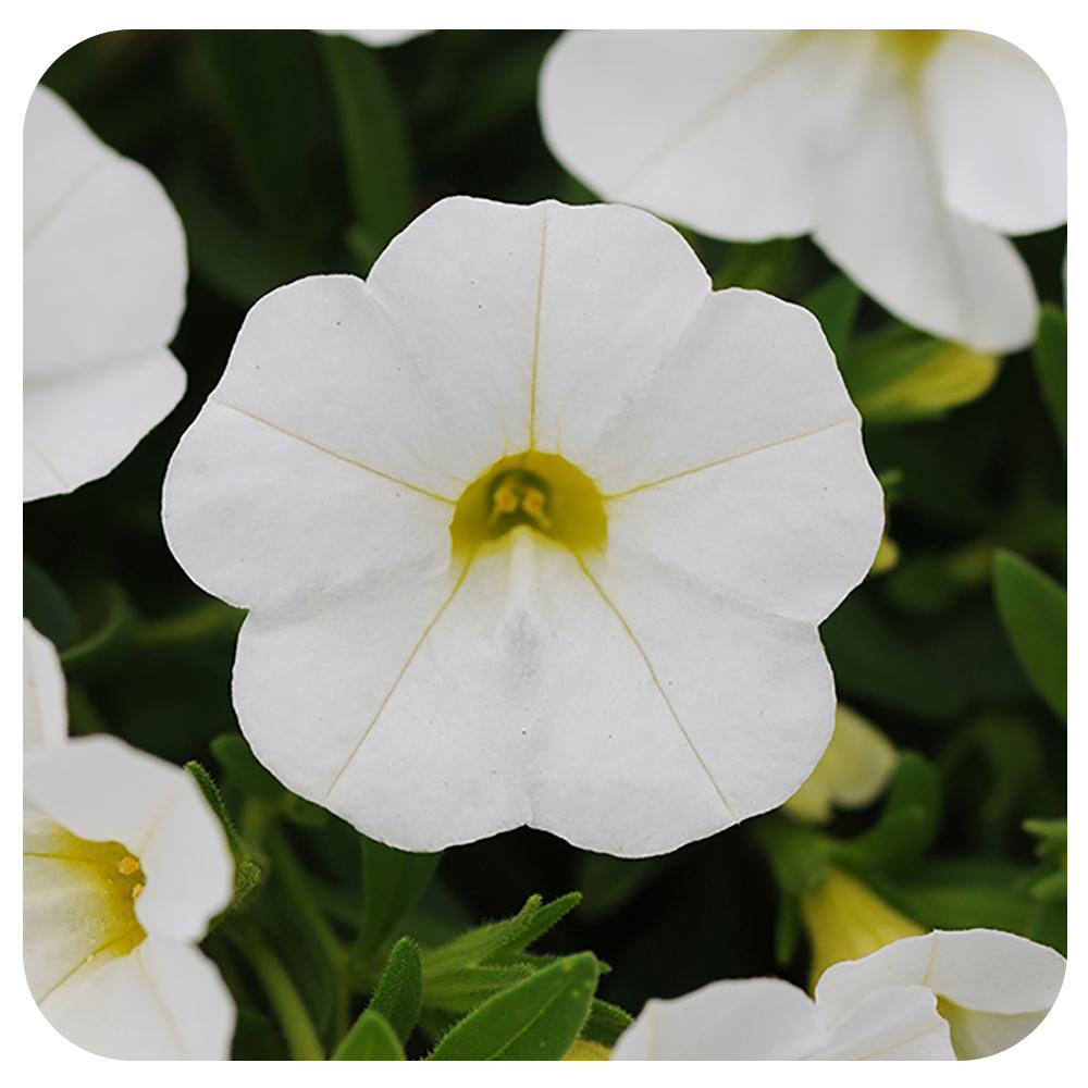 Calibrachoa (Mini-Petunia/ Million Bells)