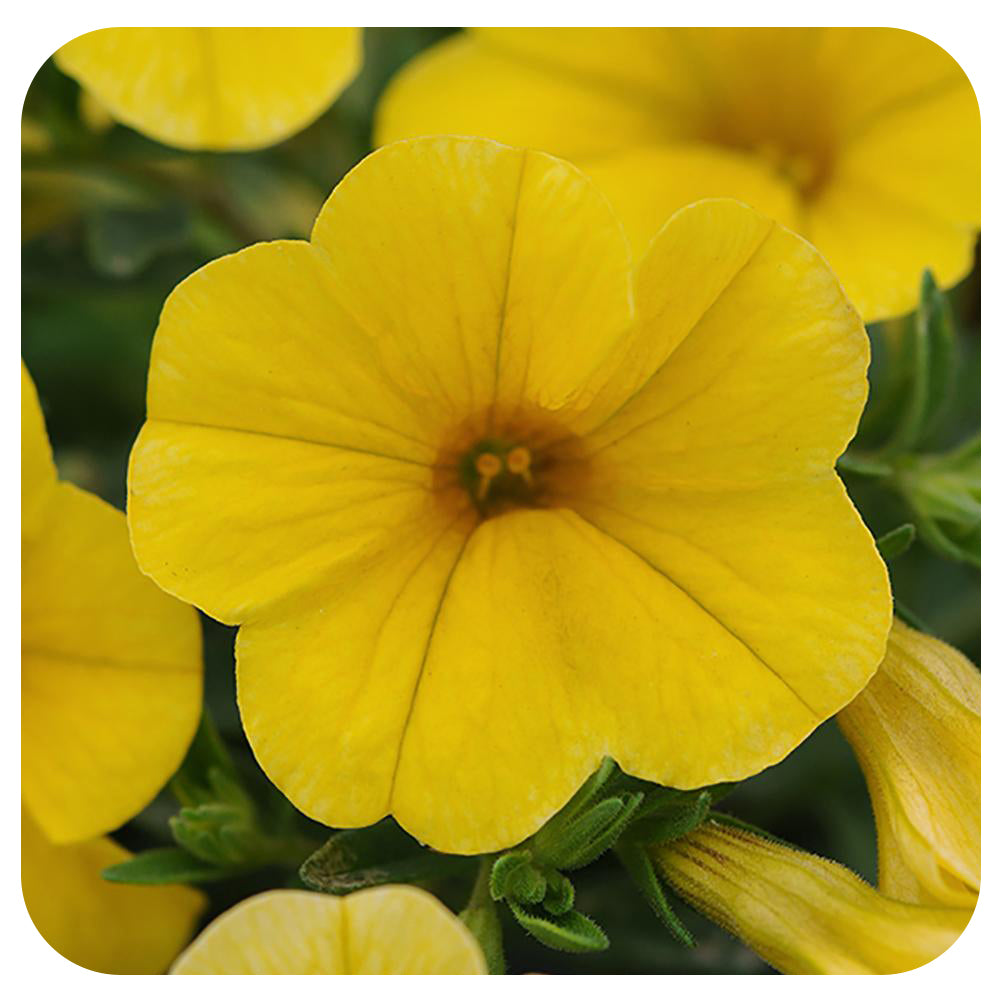 Calibrachoa (Mini-Petunia/ Million Bells)