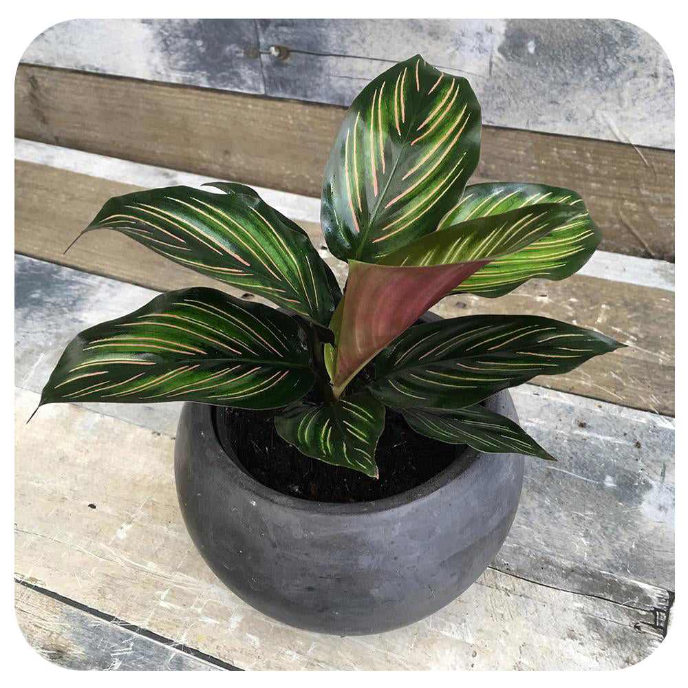 Calathea 'Beauty Star'