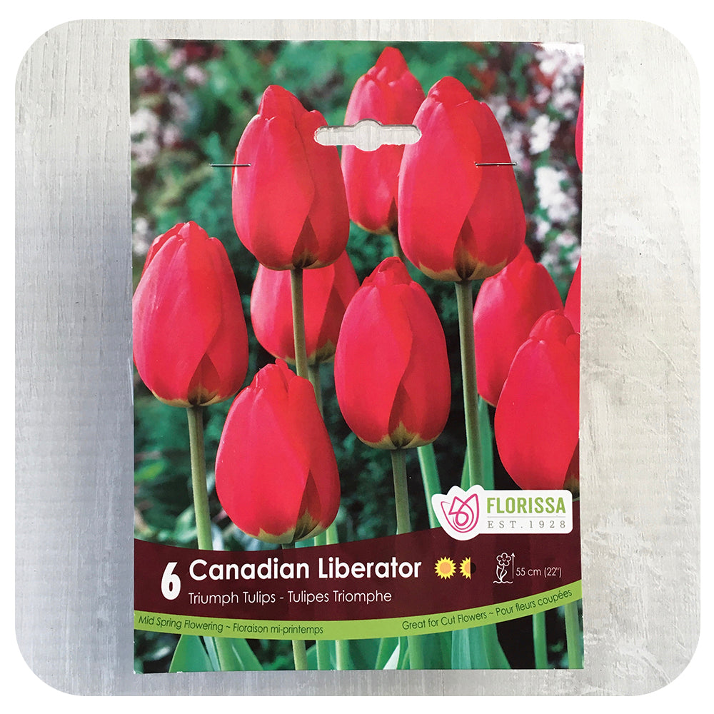 Tulip 'Canadian Liberator'