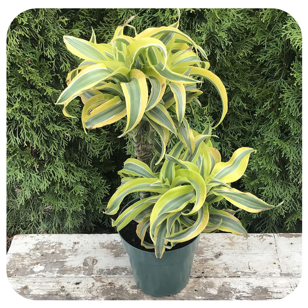 dracaena surprise Dracaena Lemon Surprise Cane