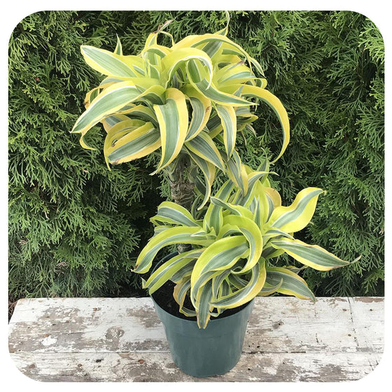 Dracaena Lemon Surprise Cane