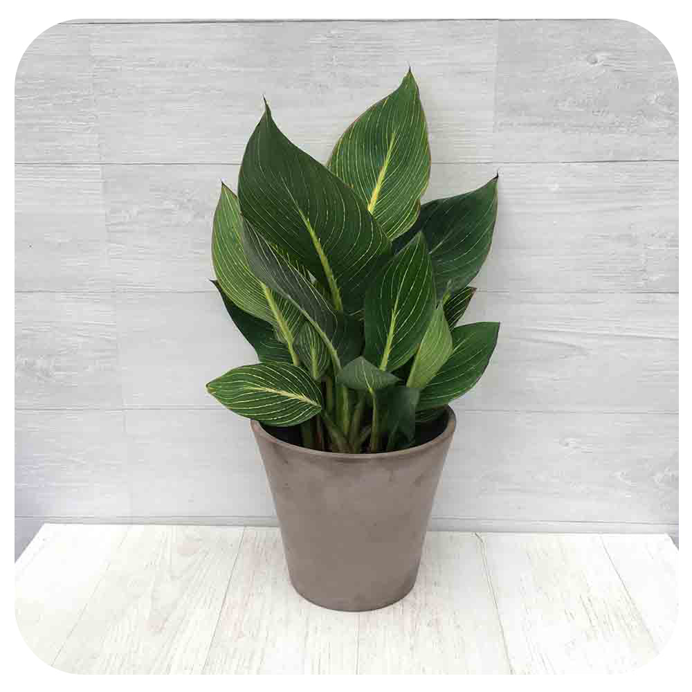 Canna Lily Pretoria Bicolour