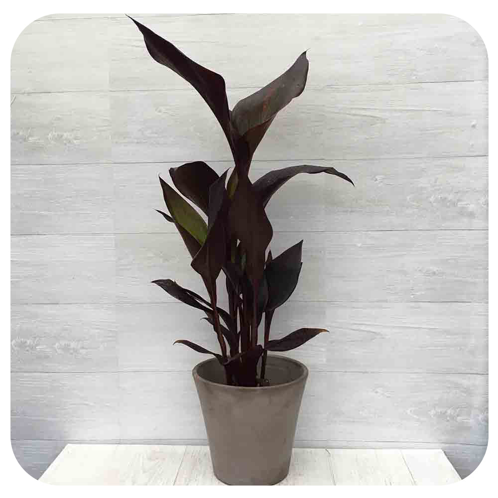 Canna Lily - Davenport Garden Centre