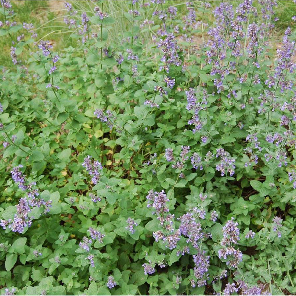 Catmint 'Junior Walker' (Nepeta)