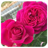 Celestial Night™ Rose by Weeks Roses