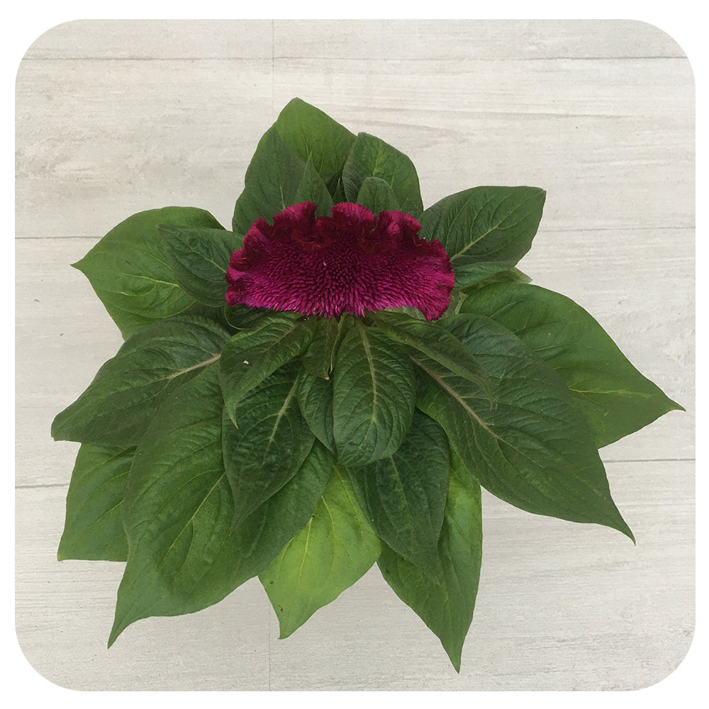 Celosia 'Brain'