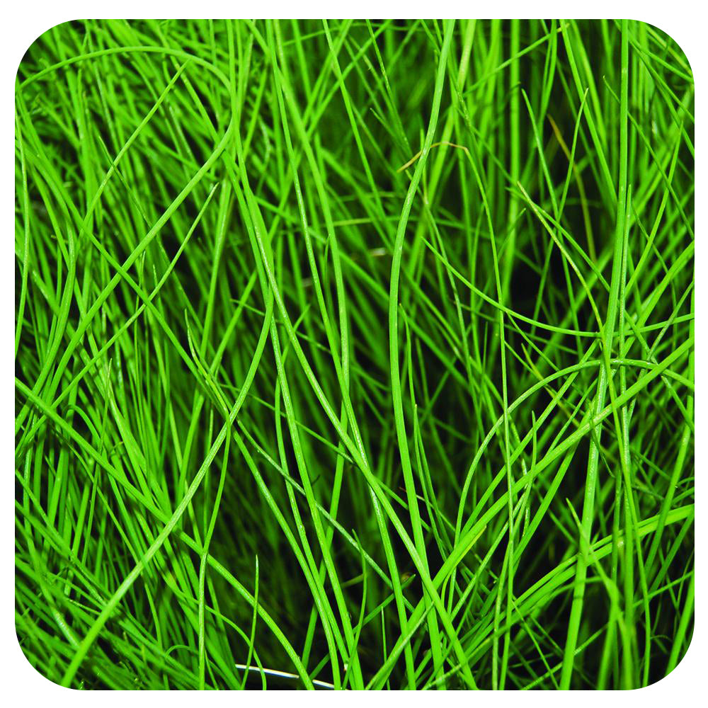 Chives (Organic)