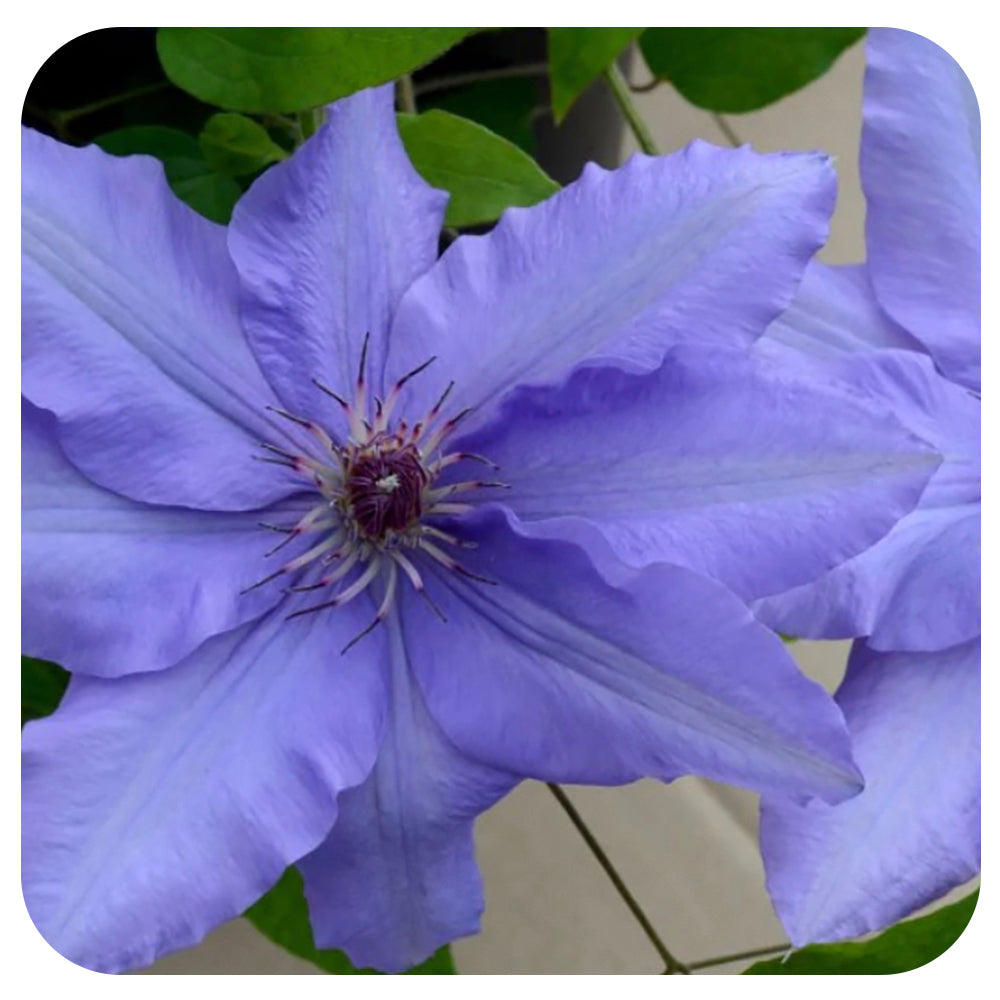 Clematis 'Parisienne'
