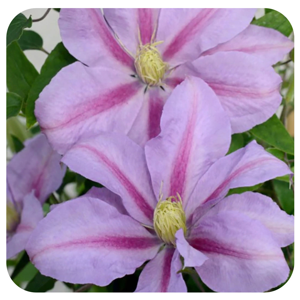 Clematis 'Volunteer'