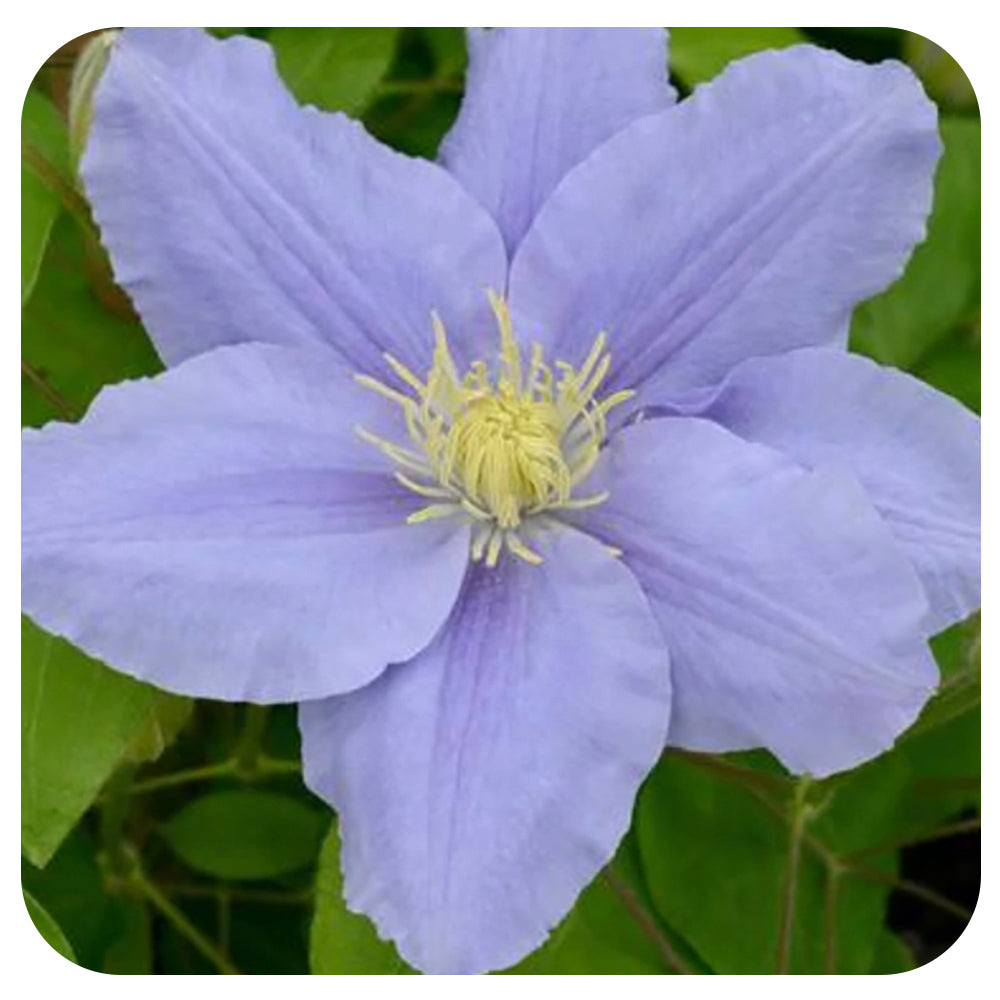 Clematis 'Zara'