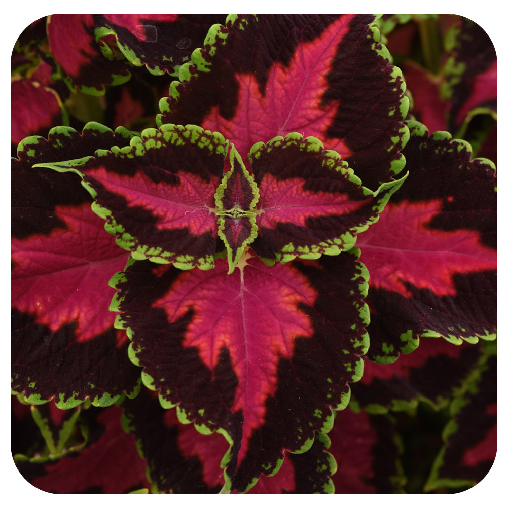 Coleus