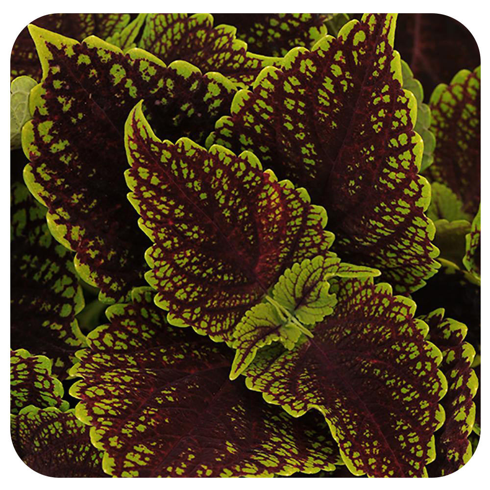 Coleus