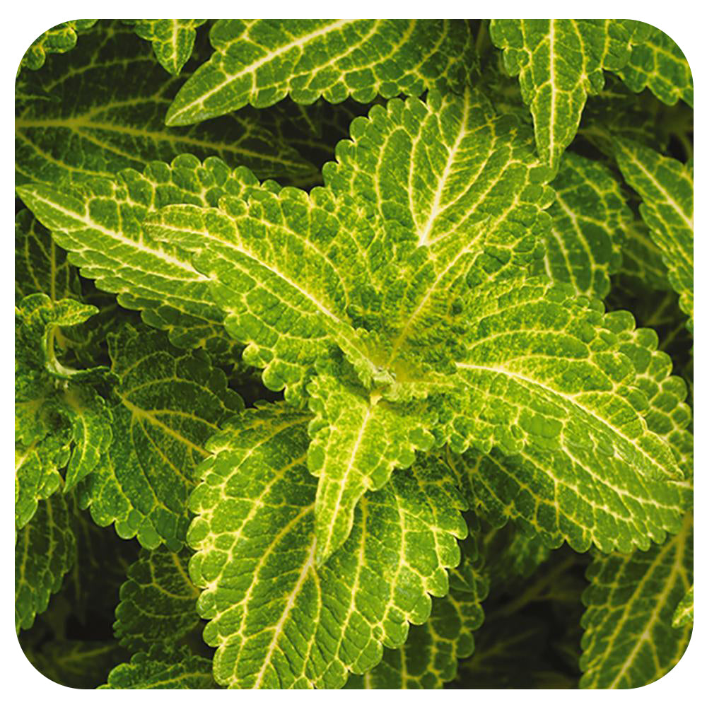 Coleus