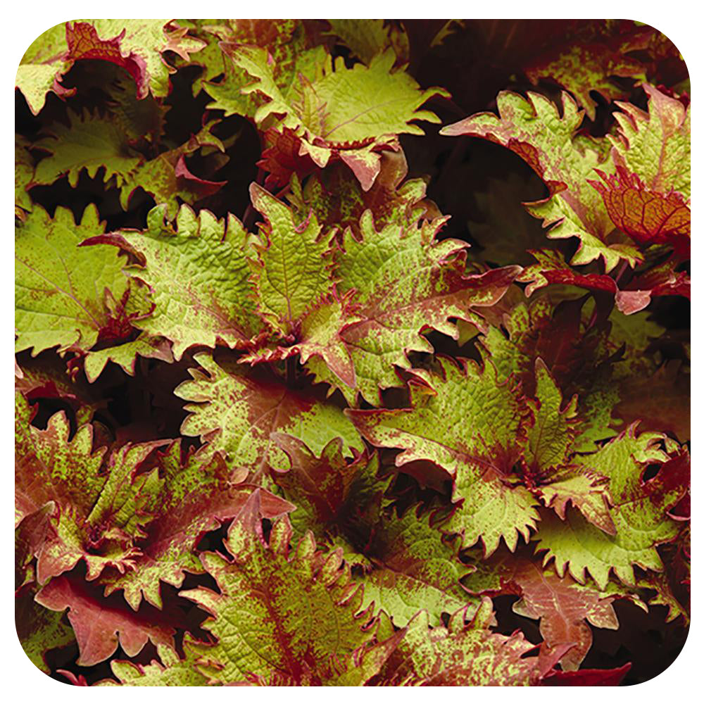 Coleus
