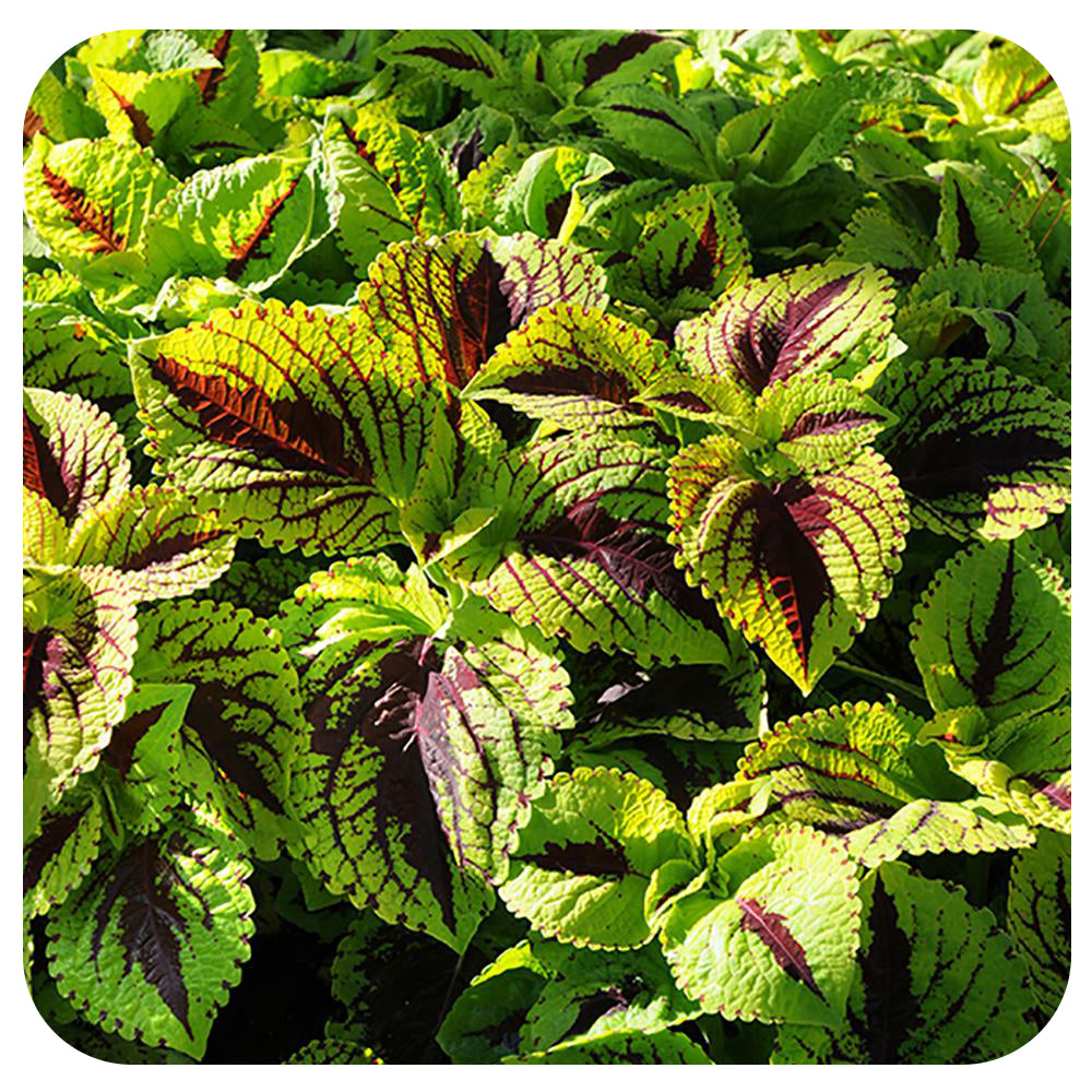 Coleus