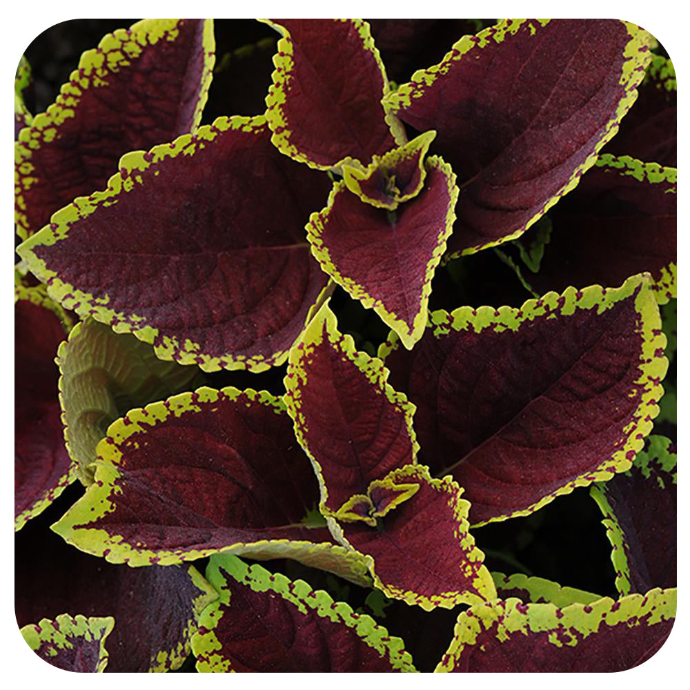 Coleus