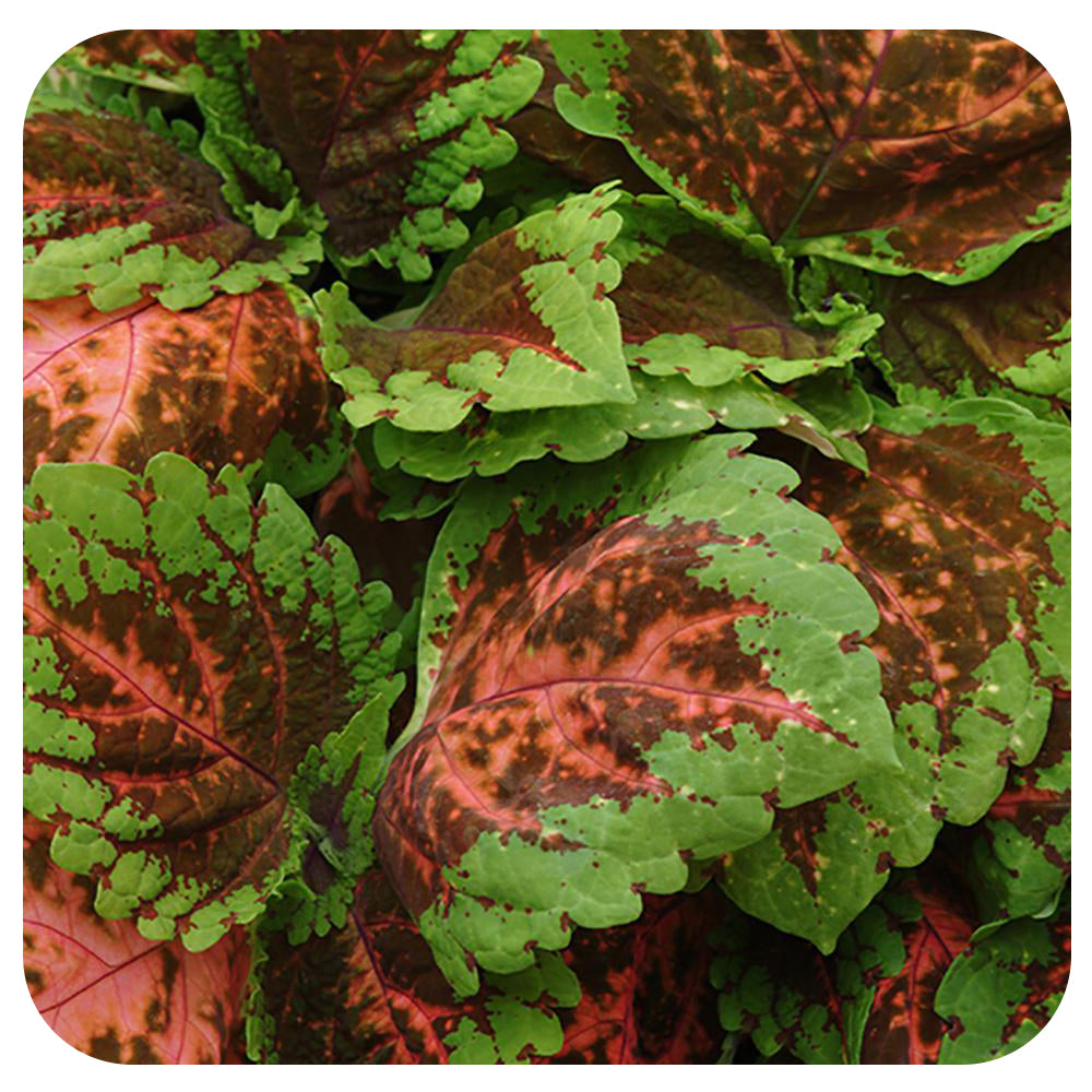 Coleus