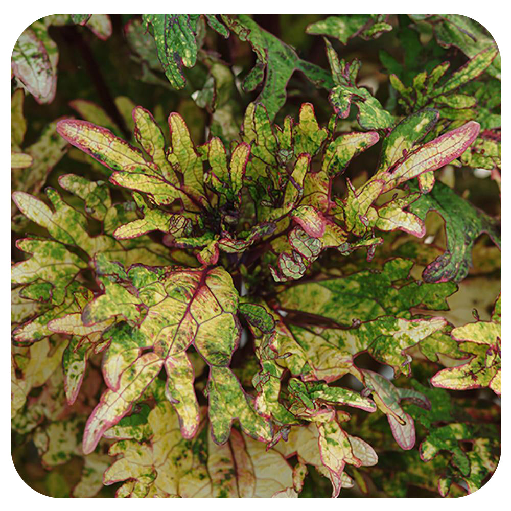 Coleus