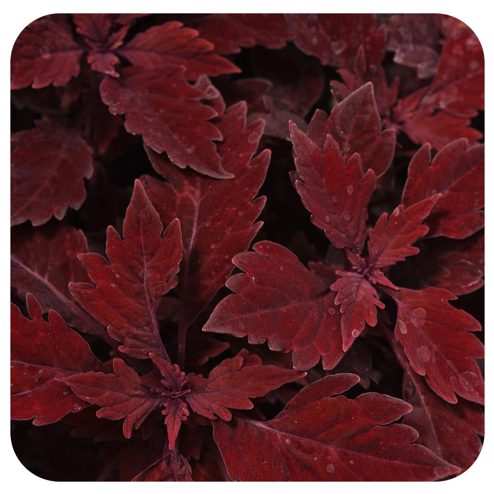 Coleus